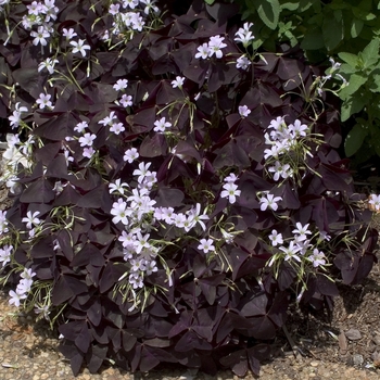 Oxalis triangularis