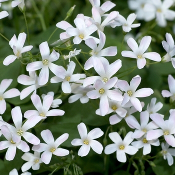 Oxalis crassipes 'Alba'