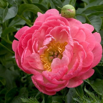 Paeonia 'Coral Sunset' 