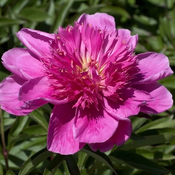 Paeonia obovata 'Japanese Pink' 