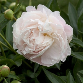 Paeonia lactiflora 'Mother's Choice' 