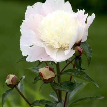 Paeonia lactiflora 'Petticoat Flounce'