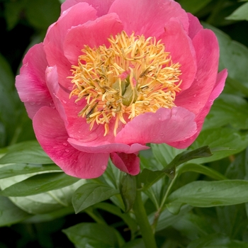 Paeonia lactiflora 'Superior'