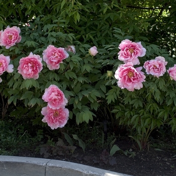 Paeonia suffruticosa 'Yae Zakura'