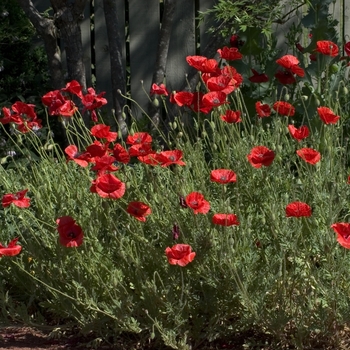 Papaver 'Multiple Varieties'