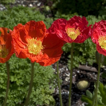 Papaver croceum 