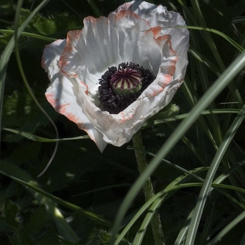 Papaver orientale 'Pinnacle'