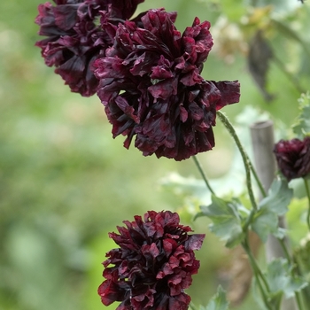 Papaver paeoniflorum 'Black Cloud'