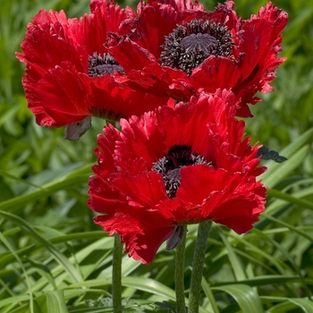 Papaver 'Red Fringe' 