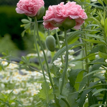 Papaver somniferum 'Pink Peony' 