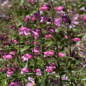 Penstemon x mexicali 'Miniature Bells' 