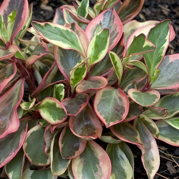 Peperomia clusiifolia 'Rainbow' 