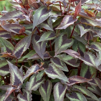 Persicaria microcephala 'Red Dragon' 