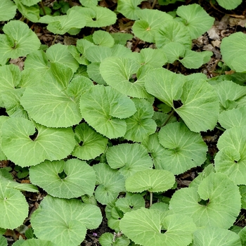 Petasites japonicus