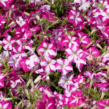 Petunia 'Carpet Rose Star' 