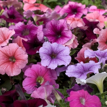 Petunia 'Just Madness' 