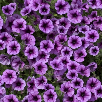 Petunia 'Petitunia Happy Dream' 