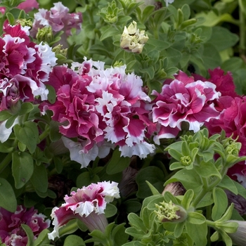 Petunia 'Pirouette Red' 