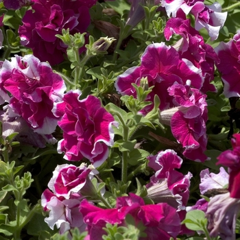 Petunia 'Pirouette Rose' 