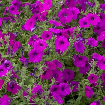 Petunia axillaris 'Rainmaster' 