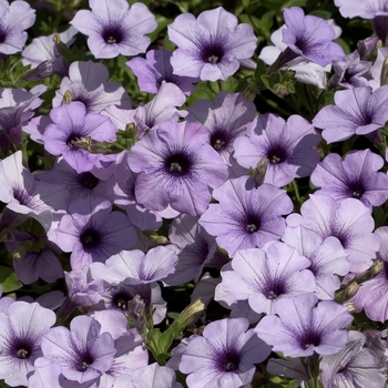 Petunia 'Blue Vein' 