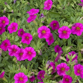 Petunia 'Symphony™ Rose Pink' 