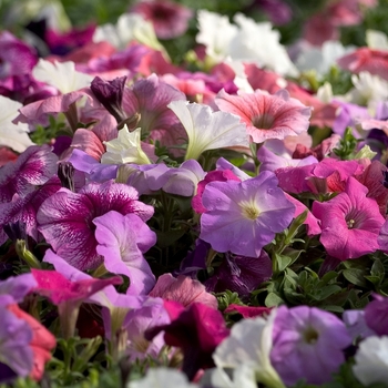 Petunia 'Total Madness' 