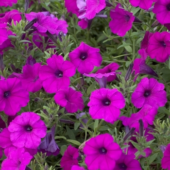 Petunia 'Trail Blazer' 