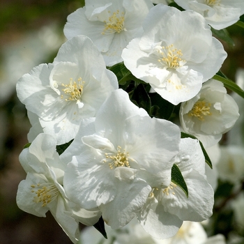 Philadelphus coronarius