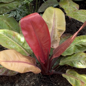 Philodendron 'Autumn'