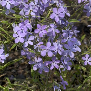 Phlox divaricata ssp. laphamii