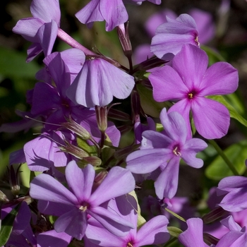 Phlox glaberrima 'Interior' 