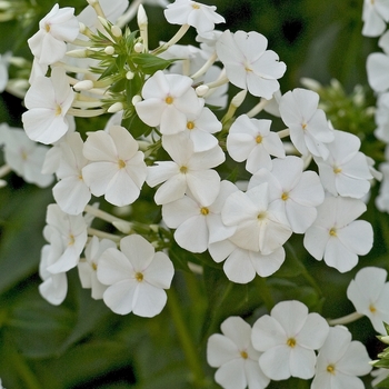 Phlox maculata 'Miss Lingard' 