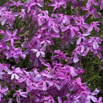 Phlox subulata 'Cunningham' 