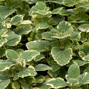 Plectranthus madagascariensis 'Marginatus' 