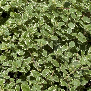 Plectranthus minimus 'Variegata' 