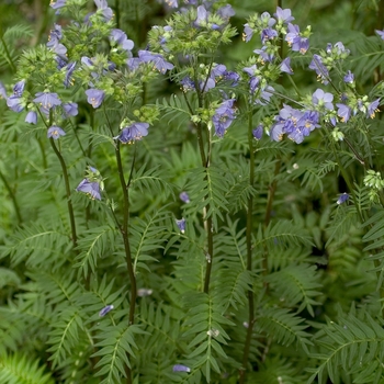 Polemonium yezoense 'Bressingham Purple' 