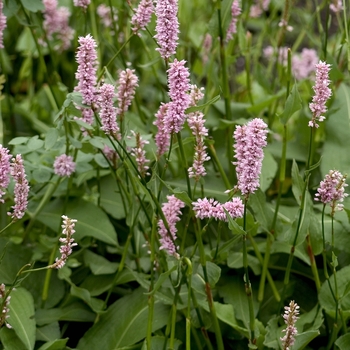 Polygonum bistorta 'Superbum' 