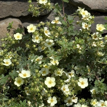 Potentilla fruticosa 'Vilmoriniana' 