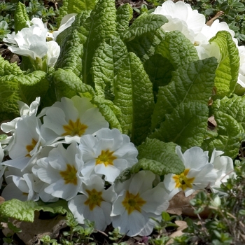 Primula vulgaris 'Crayon' 