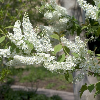 Prunus padus