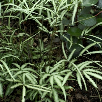 Pteris albolineata 