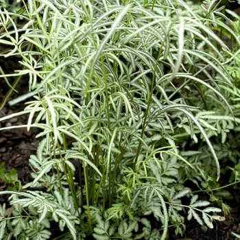 Pteris ensiflormis 'Victoriae'