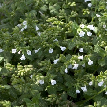 Pulmonaria 'Ice Ballet' 