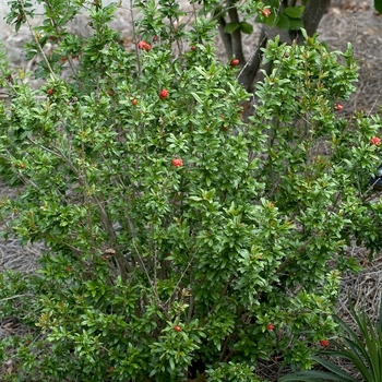 Punica granatum 'Nana' 