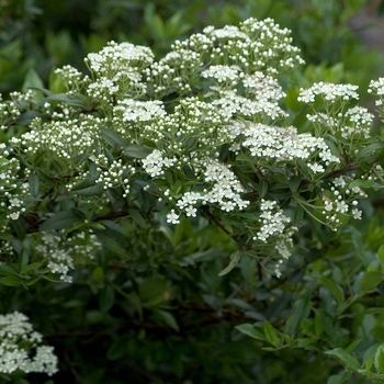 Pyracantha x 'Mohave' 