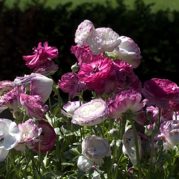 Ranunculus asiaticus 'Blue Bicolor Shades' 