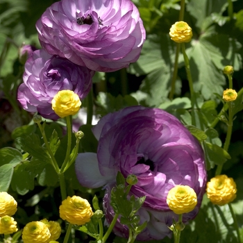 Ranunculus asiaticus 'Bloomingdale Lavender' 