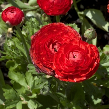 Ranunculus asiaticus 'Bloomingdale Red'