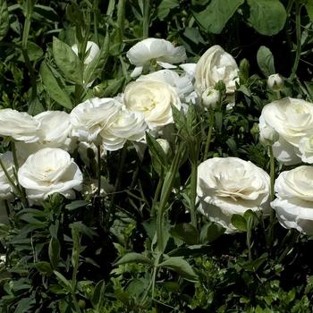 Ranunculus asiaticus 'Bloomingdale White'